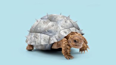 آیا برای نجات گونه‌های آسیب‌پذیر باید آن‌ها را تکامل دهیم؟