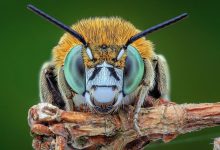 ادراک درونی فراتر از انسان؛ دانشمندان میگویند حشرات نیز خودآگاهی دارند