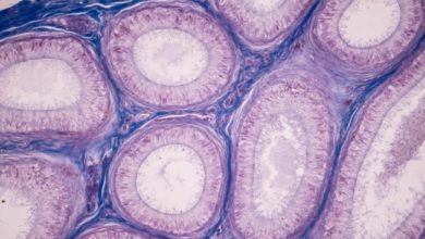 این اطلس سلولی پیشرفته درهای جدیدی را به‌روی تحقیقات زیست‌پزشکی می‌گشاید