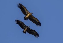 بلندپروازترین پرنده دنیا کدام پرنده است؟