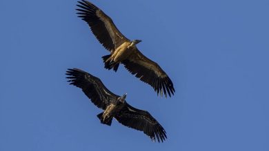 بلندپروازترین پرنده دنیا کدام پرنده است؟