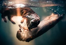 تصاویر برتر مسابقه جهانی عکاسی سونی 2024 مشخص شدند