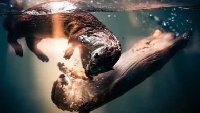 تصاویر برتر مسابقه جهانی عکاسی سونی 2024 مشخص شدند