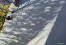 تصویر روز ناسا: کسوف جزئی و درخت نخل