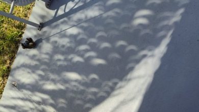 تصویر روز ناسا: کسوف جزئی و درخت نخل