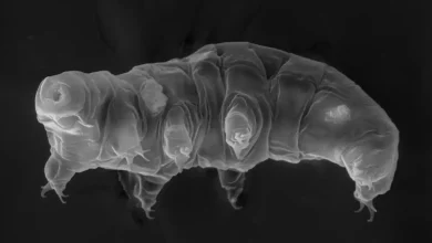 جان‌سخت‌ترین موجود جهان به کشف درمان‌های ضدپیری کمک می‌کند