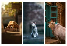 حیواناتی که با زندگی در شهر عجین شدهاند