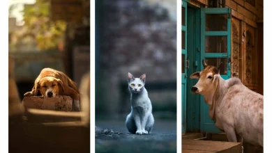 حیواناتی که با زندگی در شهر عجین شدهاند