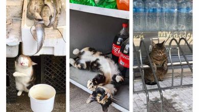 حیواناتی که نمی‌توان به آن‌ها نه گفت