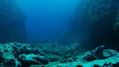 خارق‌العاده‌ترین اکتشافات در دل دریاها؛ از خوک باربی تا گوی طلا و مارماهی کور ژلاتینی