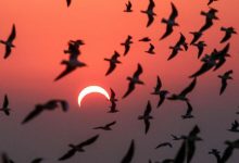 خورشیدگرفتگی چه تأثیری بر رفتار حیوانات دارد؟