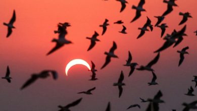 خورشیدگرفتگی چه تأثیری بر رفتار حیوانات دارد؟