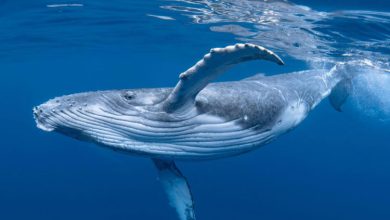 دانشمندان می‌گویند موفق به صحبت با یک نهنگ شده‌اند