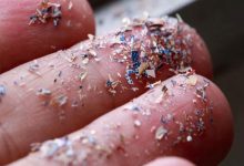 ریزپلاستیکها احتمالا به مغز انسانها هم راه پیدا کردهاند