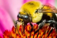 نتیجه یک مطالعه: ملکه زنبور عسل می‌تواند یک هفته زیر آب زنده بماند!