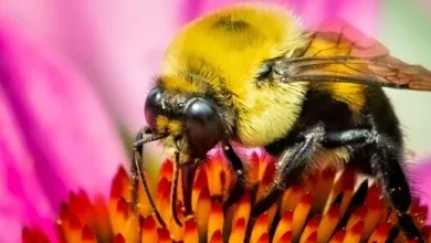 نتیجه یک مطالعه: ملکه زنبور عسل می‌تواند یک هفته زیر آب زنده بماند!