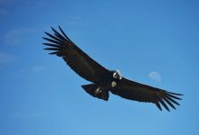 پرندگان هنگام پرواز بر فراز اقیانوس کجا استراحت می‌کنند؟