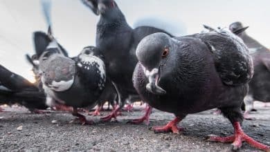 چرا بعضی از کبوترها پشتک وارو می‌زنند؟