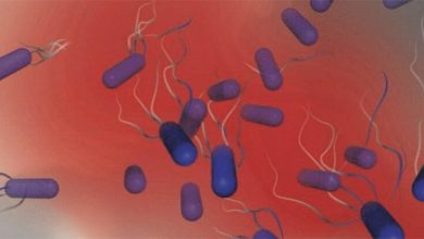 کشف باکتری‌های خو‌ن‌آشام مرگباری که جذب خون می‌شوند