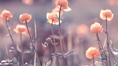 گل‌ها احتمالا باستانی‌تر از دایناسورها هستند؛ اما زمان دقیق تکاملشان معلوم نیست