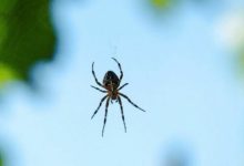 ۱۰ حقیقت حیرتانگیز درباره عنکبوتها که باید بدانید