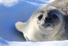 آیا سوراخ لایه ازون حیوانات جنوبگان را آفتابسوخته میکند؟