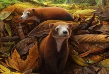 این جانور کوچک احتمالا جد گمشده گاوها، خوک‌ها و گوزن‌ها است