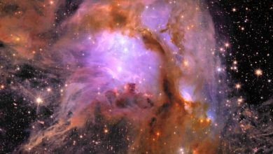 تصویر روز ناسا: M78 از تلسکوپ فضایی اقلیدس