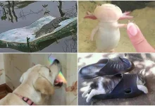 حیوانات در بامزهترین و عجیبترین حالات ممکن