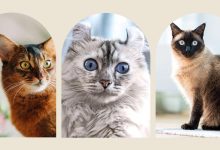 دانشمندان کم‌عمرترین و پرعمرترین نژادهای گربه را مشخص کردند