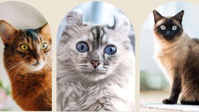 دانشمندان کم‌عمرترین و پرعمرترین نژادهای گربه را مشخص کردند