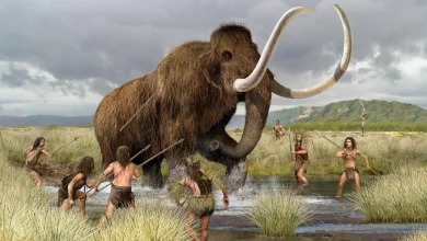 ساکنان اولیه آمریکا در چهار موج از سیبری مهاجرت کردند