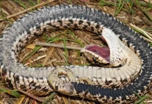 مارهای چلیپر بهطرز بسیار باورپذیر خود را به مردن میزنند