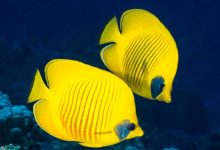 هتل قشم نزدیک آکواریوم پروانه طلایی-علی بابا