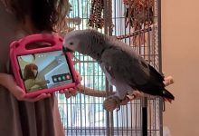 پژوهشگران: طوطیهای در قفس ظاهراً از تماس تصویری با دیگر طوطیها لذت میبرند