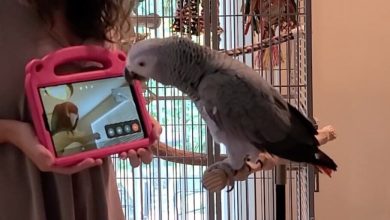 پژوهشگران: طوطی‌های در قفس ظاهراً از تماس تصویری با دیگر طوطی‌ها لذت می‌برند