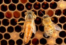پژوهشی جدید نشان میدهد کندوهای عسل بهعلت تغییر اقلیم بهشکل تهدیدآمیزی در حال گرمشدن هستند