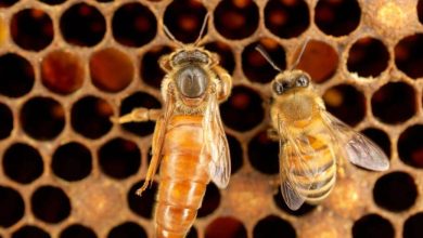 پژوهشی جدید نشان می‌دهد کندوهای عسل به‌علت تغییر اقلیم به‌شکل تهدیدآمیزی در حال گرم‌شدن هستند