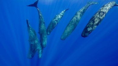 کشف محققان با کمک هوش مصنوعی: زبان نهنگ عنبر احتمالاً همانند انسان «الفبایی» است