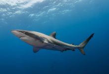 کوسهای به نام «جینی» رکورد طولانیترین شنا برای مهاجرت را شکست