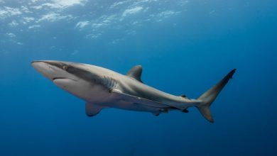 کوسه‌ای به نام «جینی» رکورد طولانی‌ترین شنا برای مهاجرت را شکست