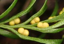 بزرگ‌ترین ژنوم روی زمین درون یک گیاه کشف شد