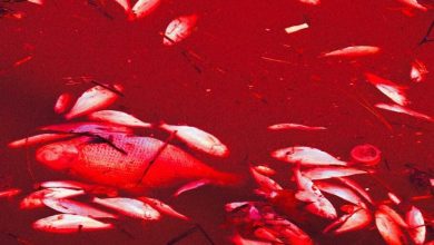 تحقیق جدید از تهدید جدی حیات در اقیانوسها خبر میدهد