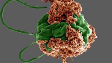 میکروربات‌های جلبکی کوچک می‌توانند درمان سرطان ریه را متحول کنند