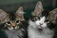 هوش مصنوعی به کمک صاحبان گربهها میآید: تشخیص درد از روی چهره با دقت 95 درصدی