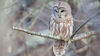 ایالات متحده قصد دارد نیممیلیون جغد را برای نجات گونهای دیگر بکشد