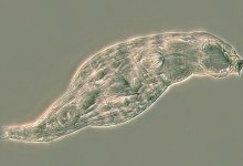 این جانداران ریز از ژن باکتری‌ها برای تولید آنتی‌بیوتیک و مبارزه با بیماری‌ها استفاده می‌کنند