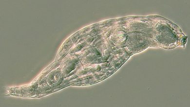 این جانداران ریز از ژن باکتریها برای تولید آنتیبیوتیک و مبارزه با بیماریها استفاده میکنند