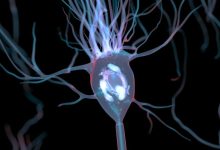 این فناوری مغناطیسی کنترل مغز می‌تواند اشتها و رفتار را تغییر دهد