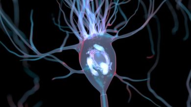 این فناوری مغناطیسی کنترل مغز میتواند اشتها و رفتار را تغییر دهد